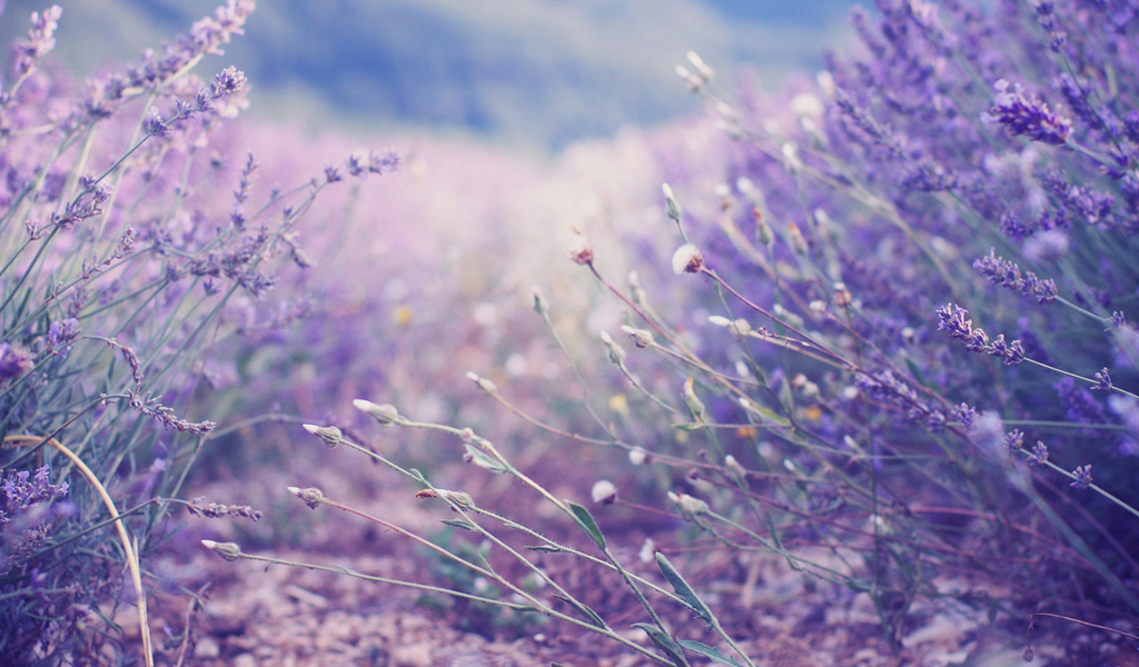 , , , lavender