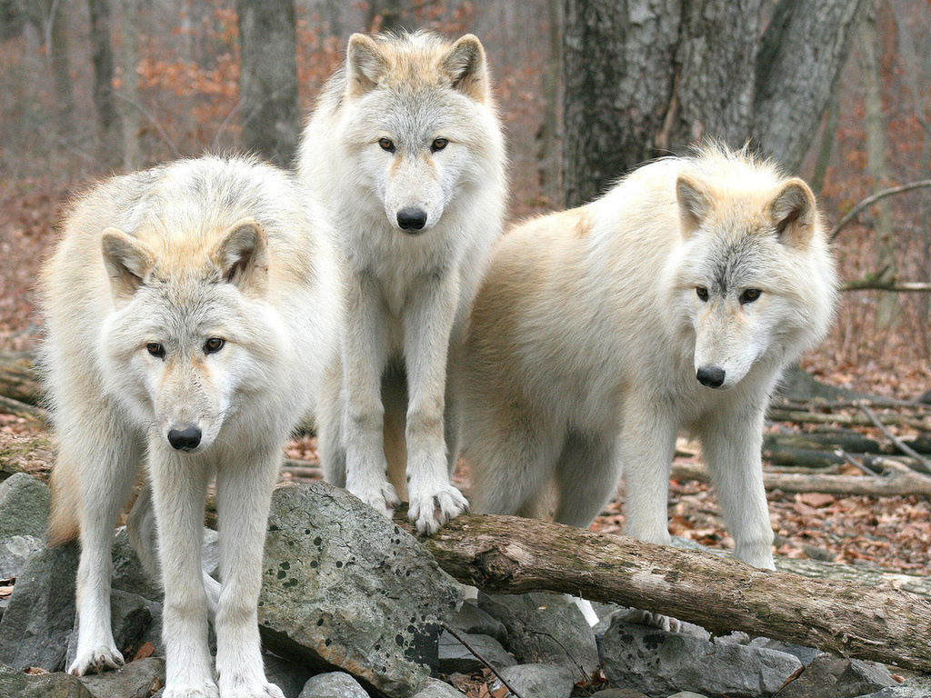 , , , , wolfs