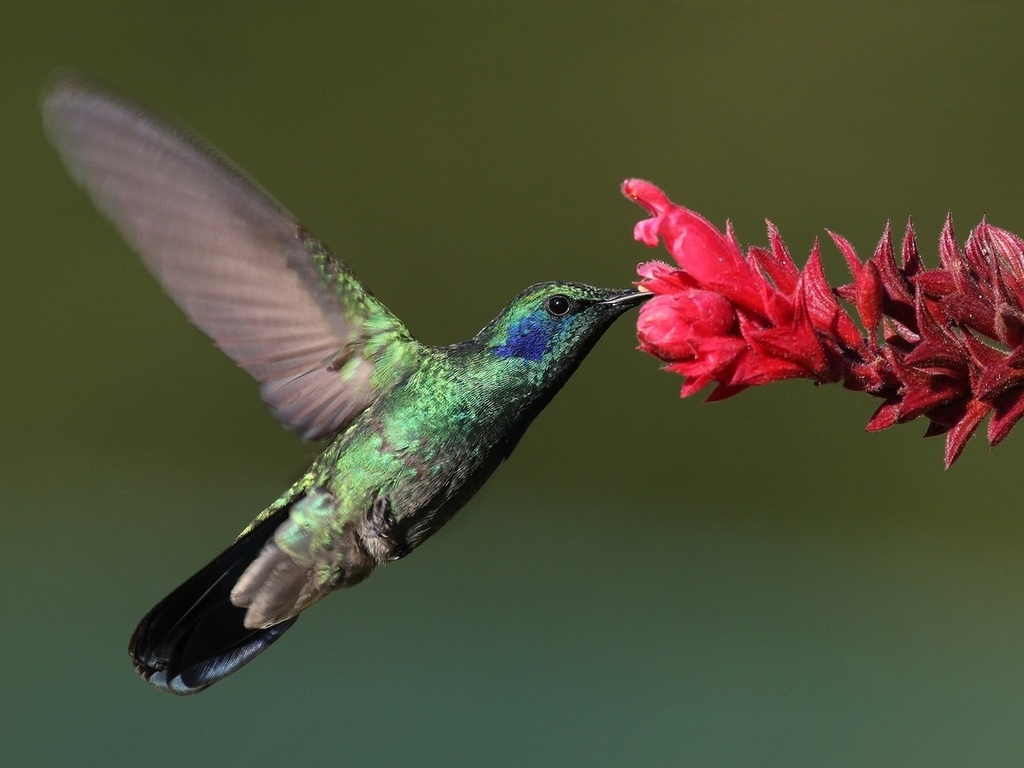 , Bird, , hummingbird, , 