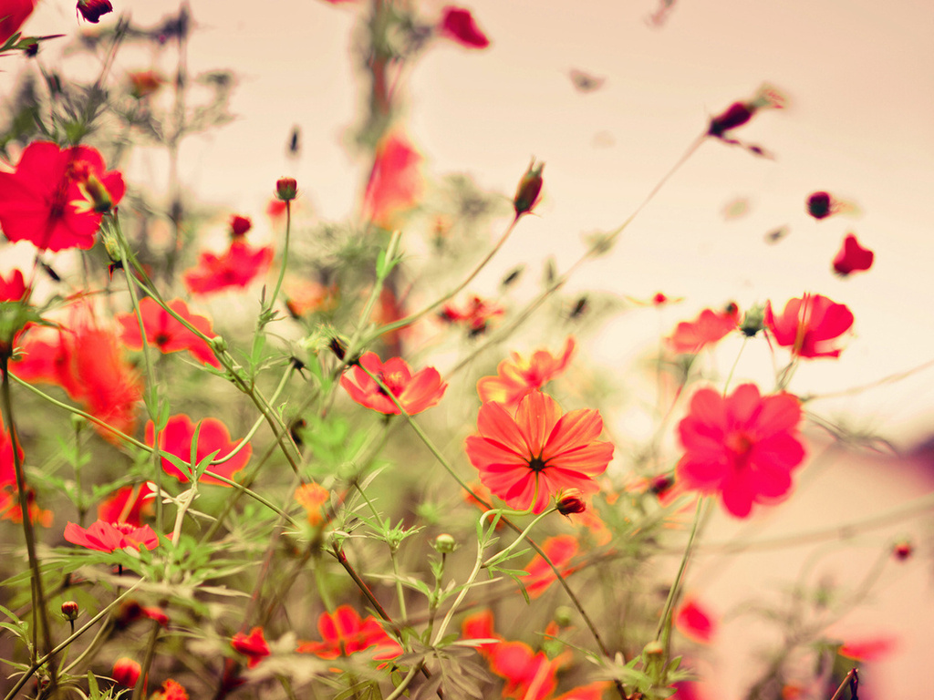 flowers, , 