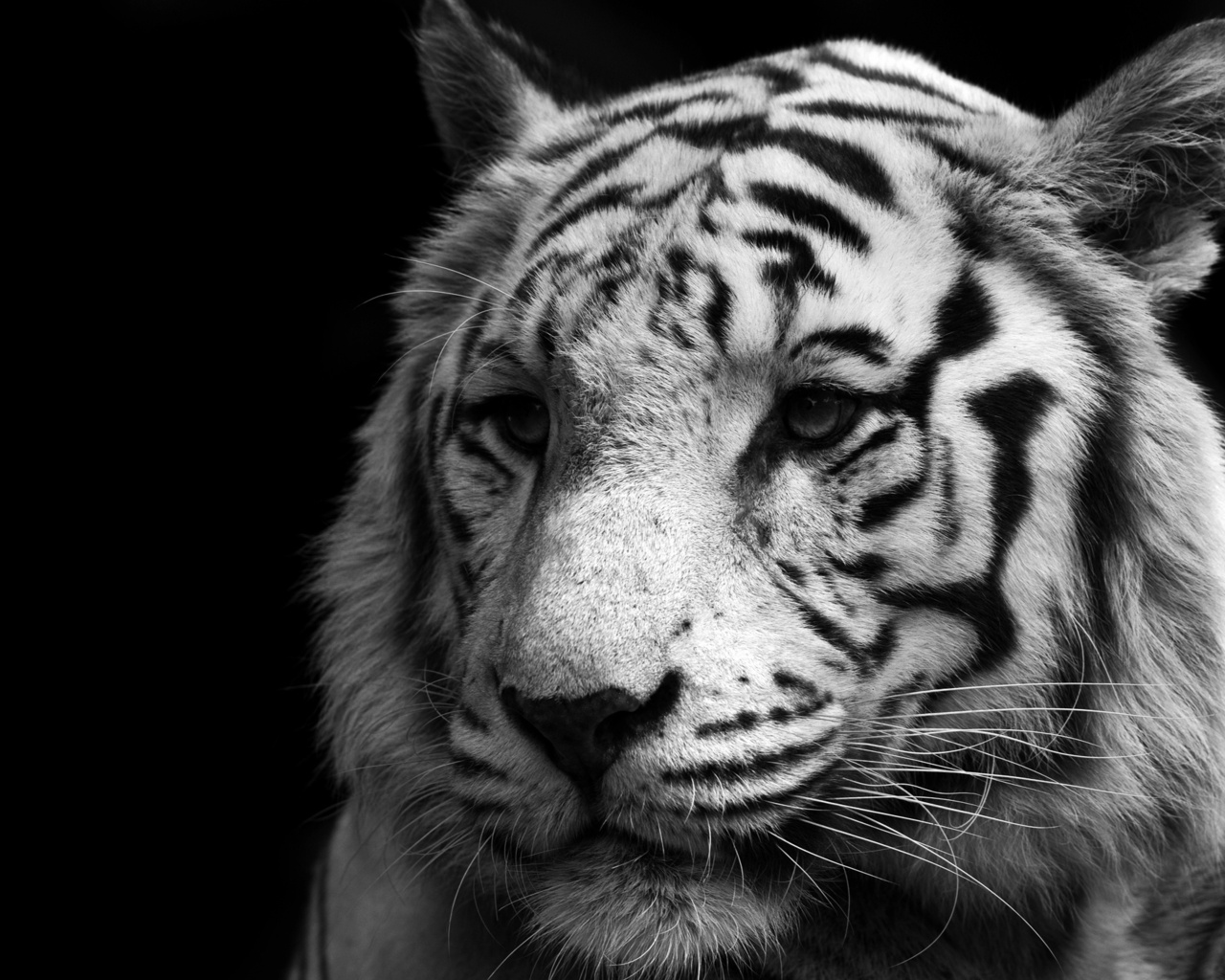 white, , , , , tiger