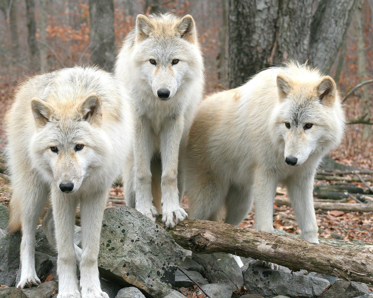 , , , , wolfs