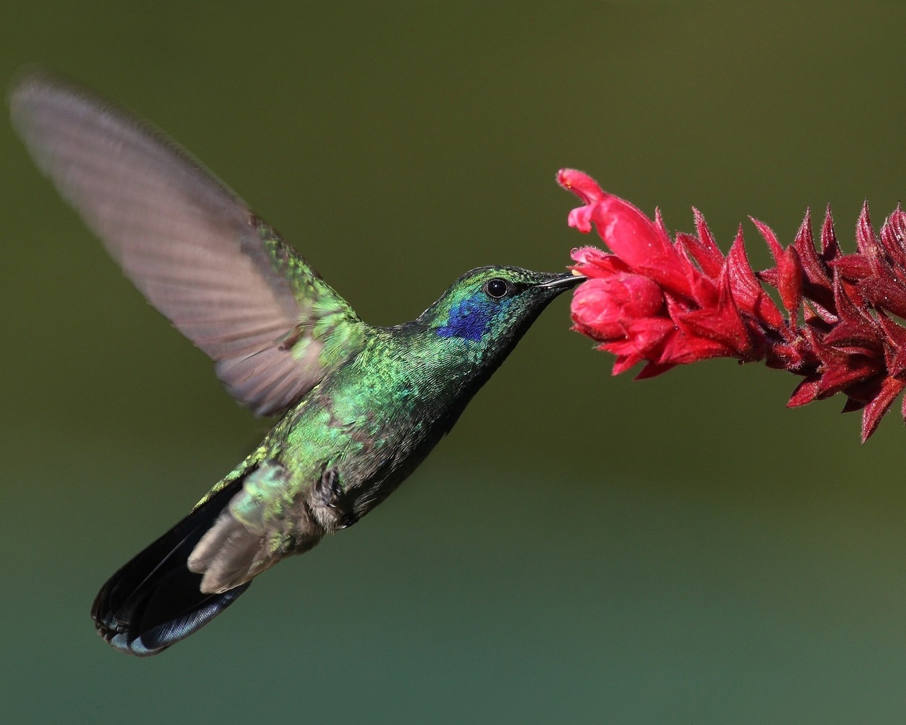 , Bird, , hummingbird, , 