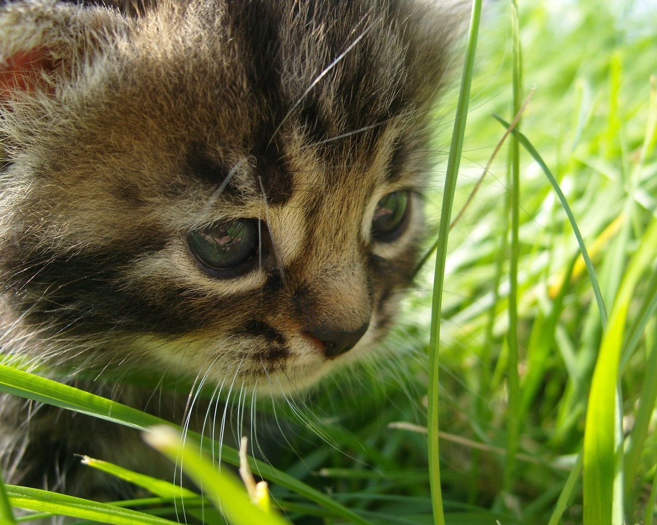 grass, in, the, , cat, Baby