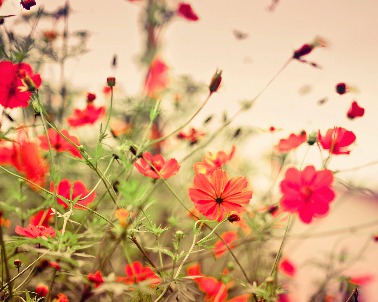 flowers, , 