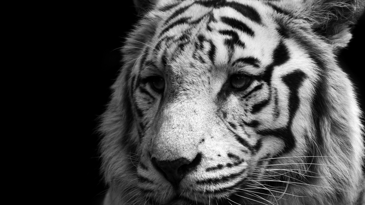 white, , , , , tiger