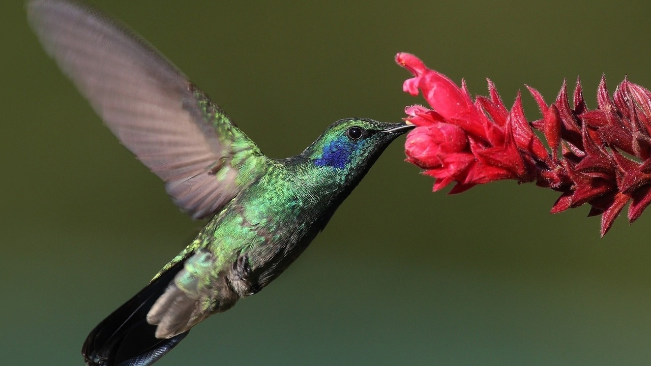 , Bird, , hummingbird, , 