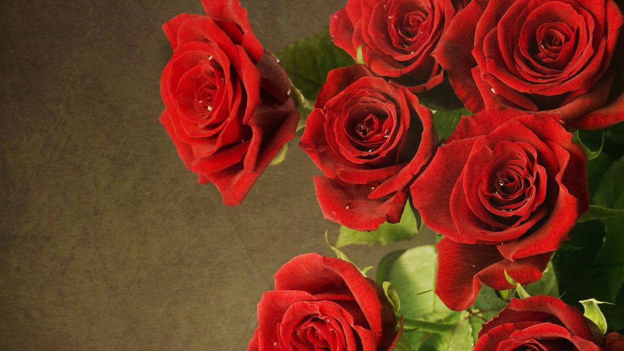 , red, , roses, flowers, 