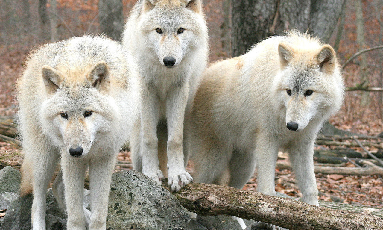 , , , , wolfs