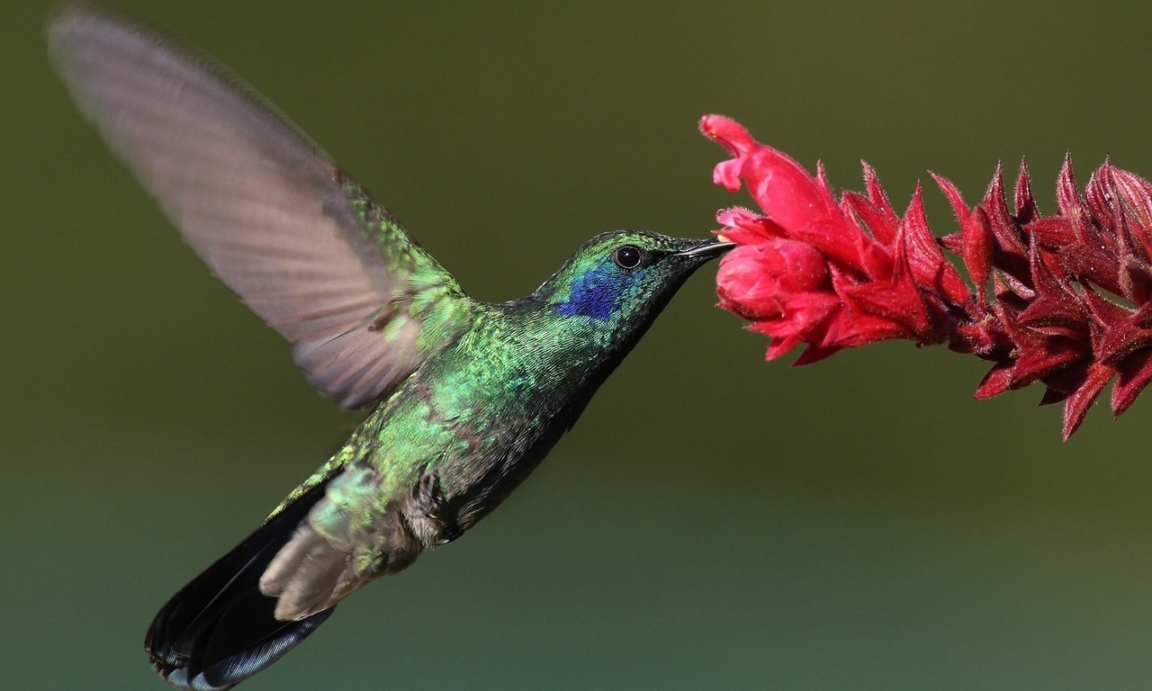 , Bird, , hummingbird, , 