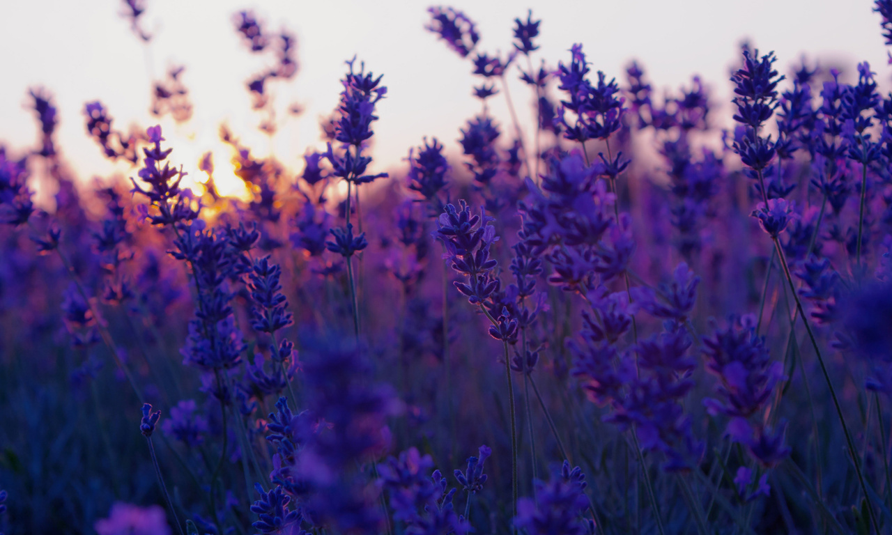 , , lavender, sunset