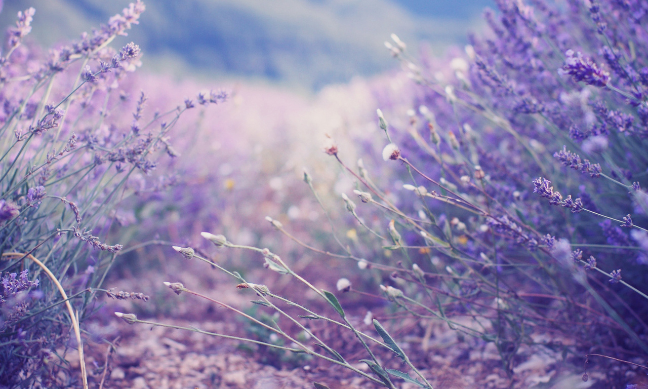 , , , lavender