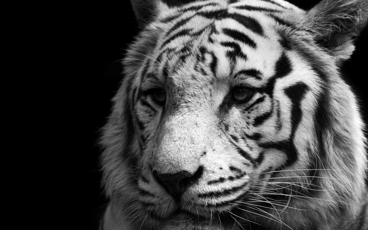white, , , , , tiger