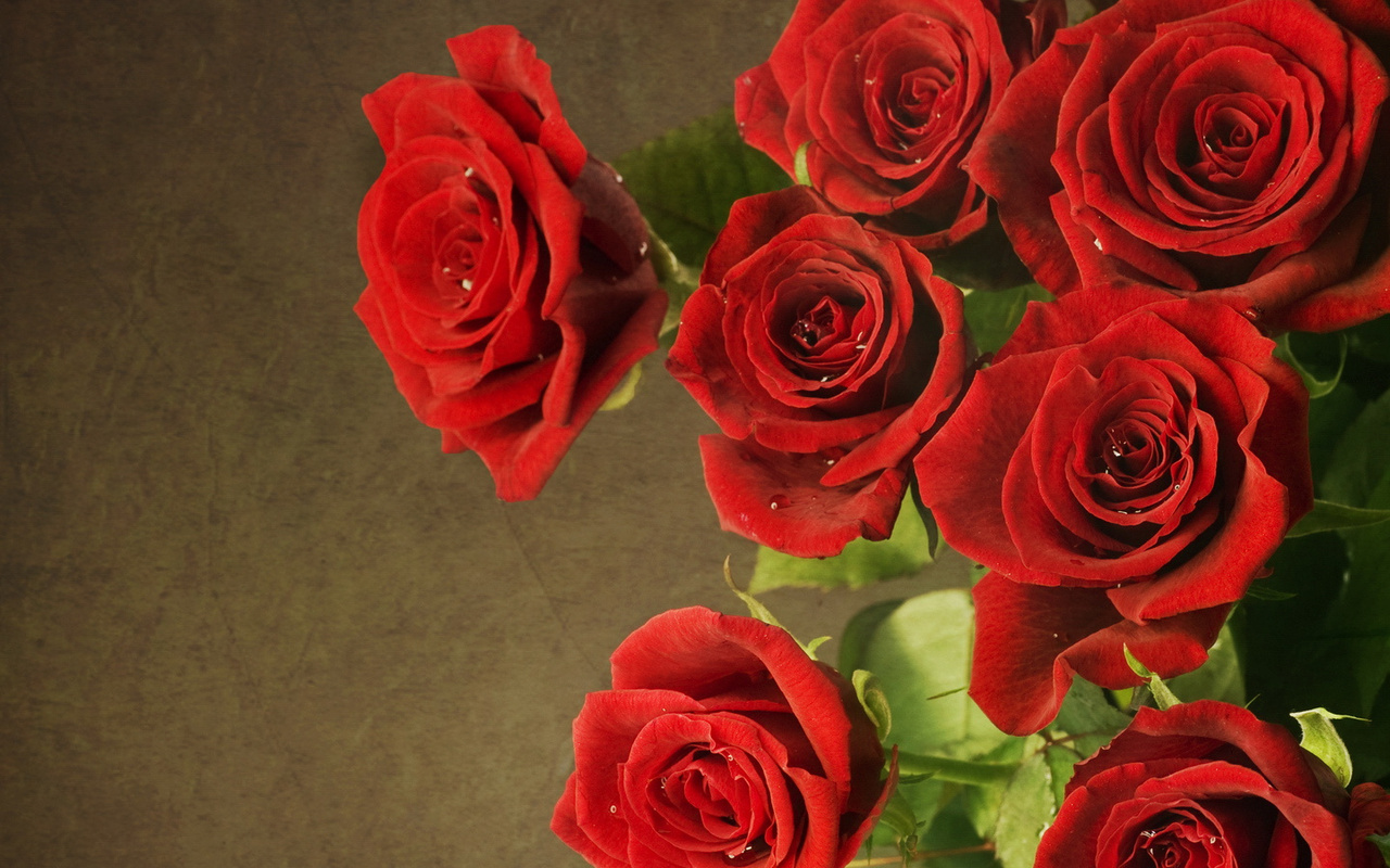 , red, , roses, flowers, 