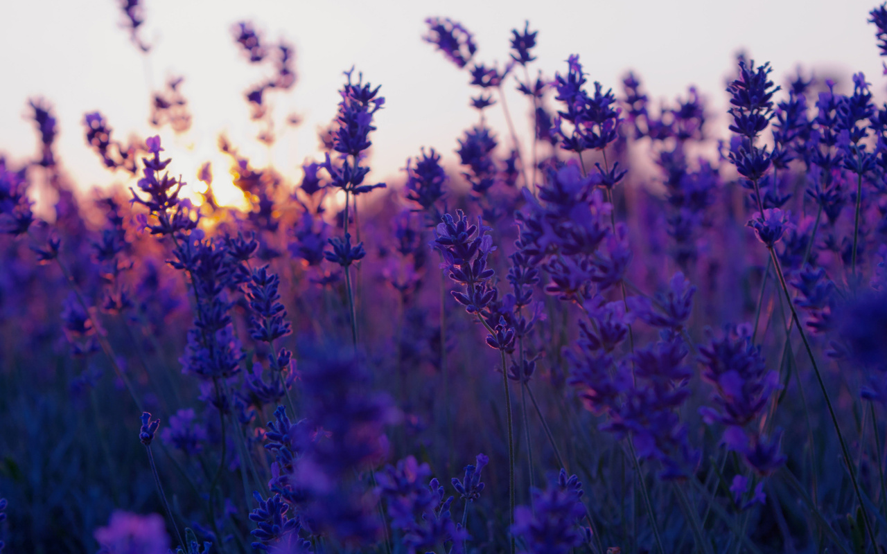 , , lavender, sunset