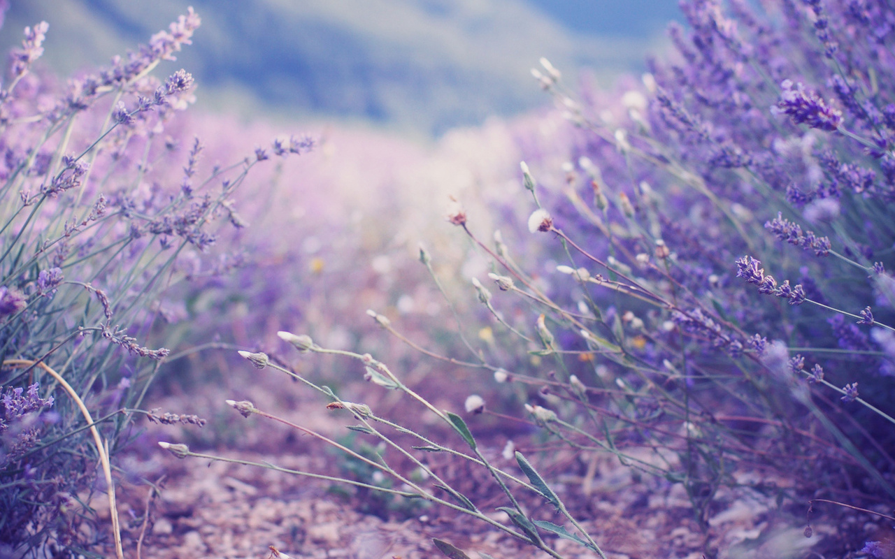 , , , lavender