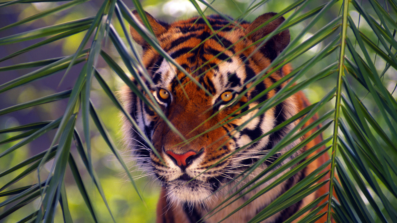 , , Bengal tiger, 