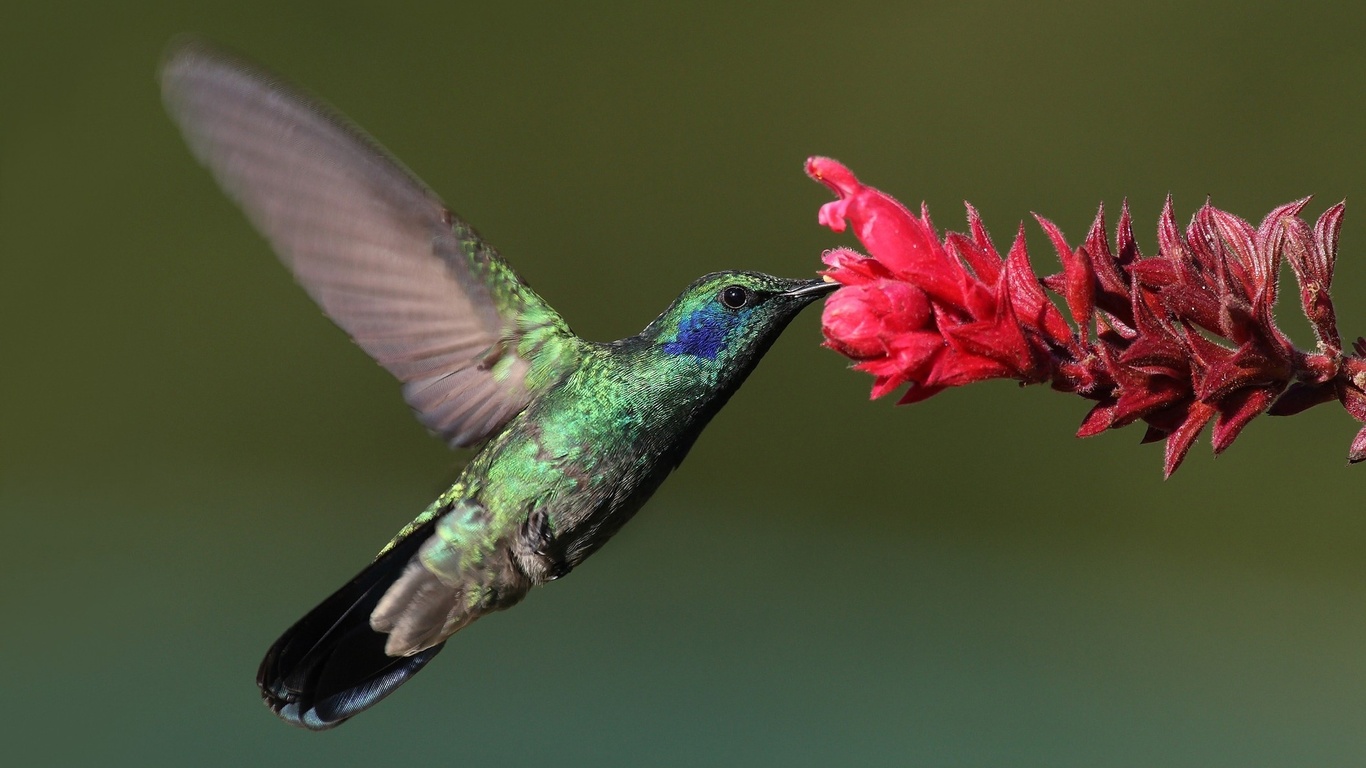 , Bird, , hummingbird, , 