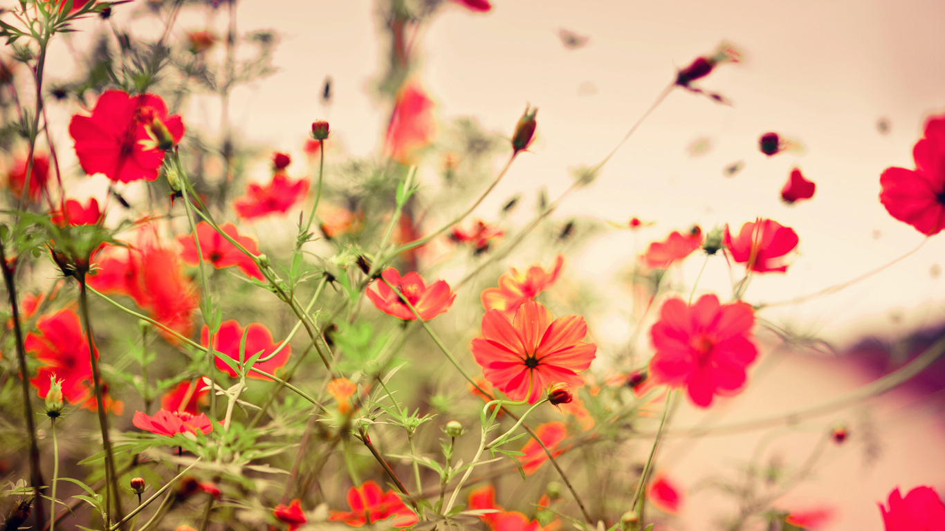 flowers, , 