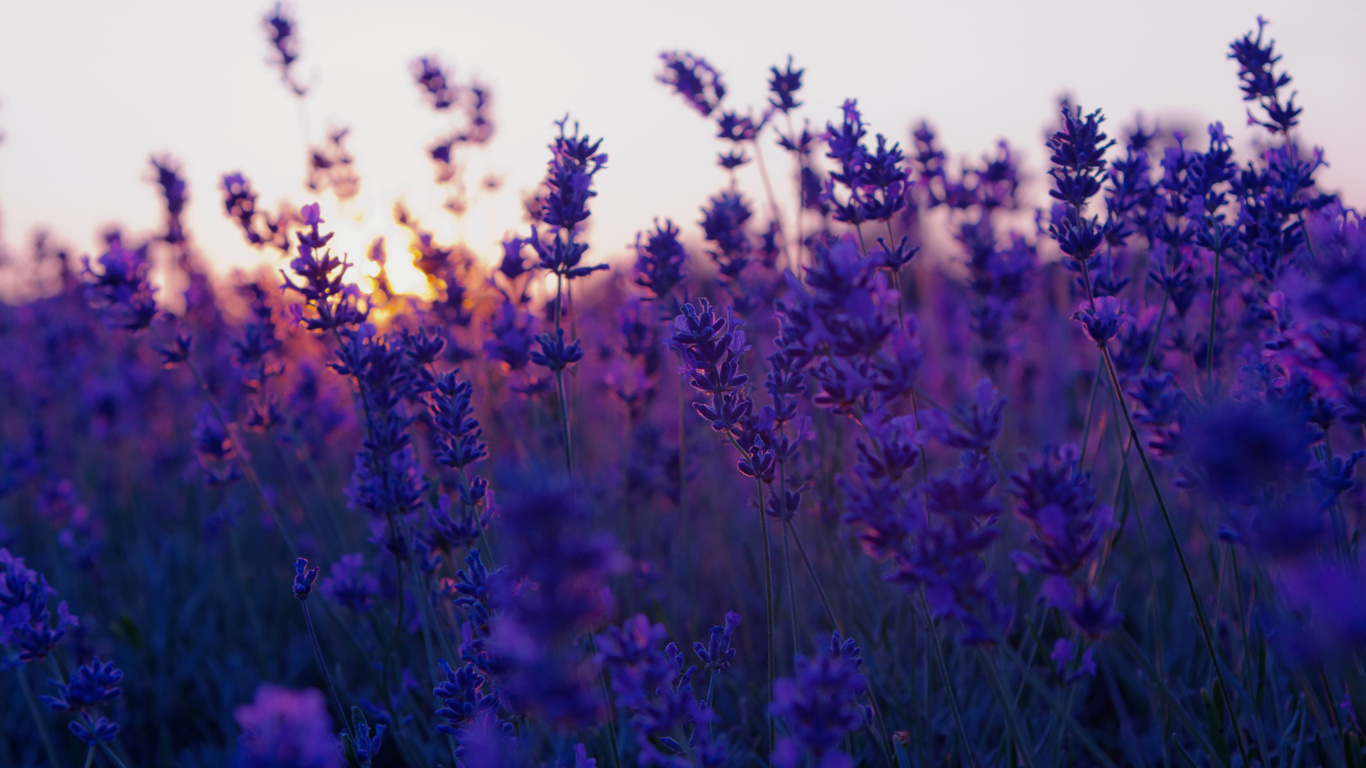 , , lavender, sunset