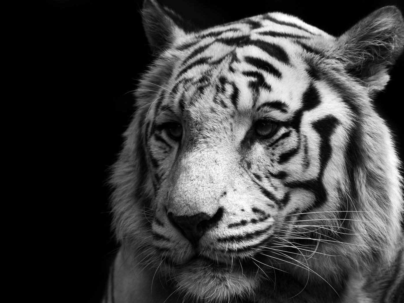 white, , , , , tiger