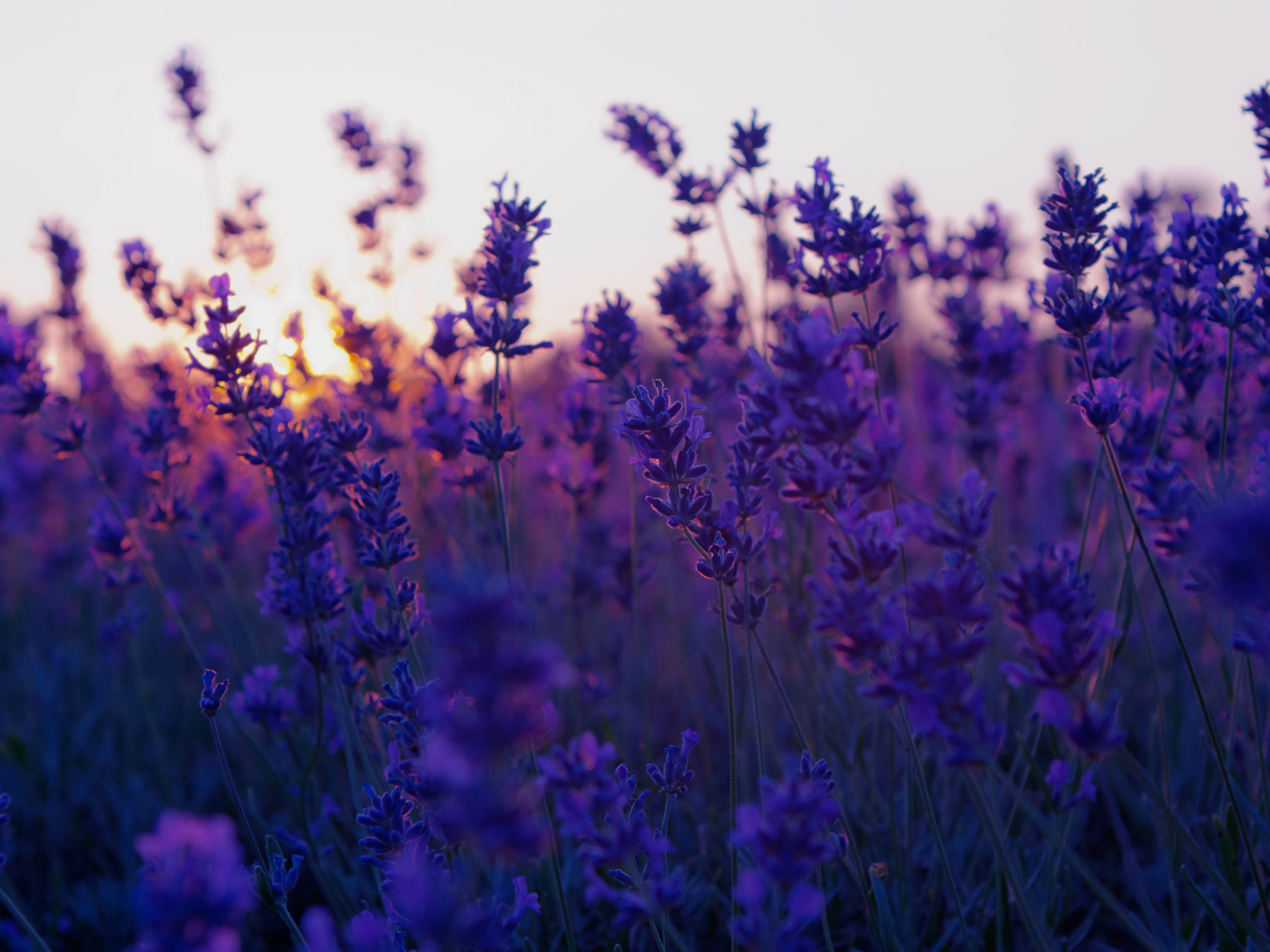 , , lavender, sunset