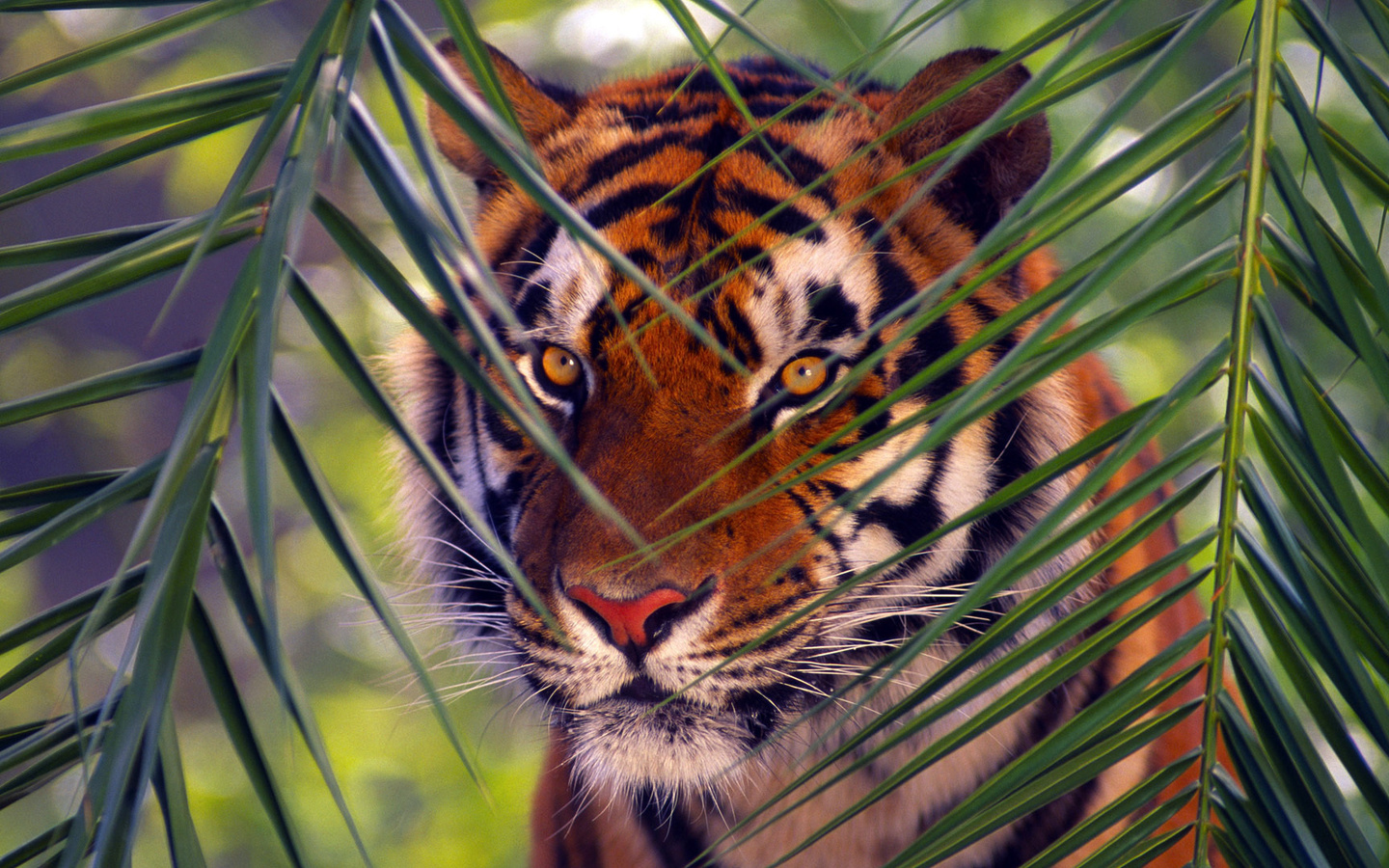 , , Bengal tiger, 