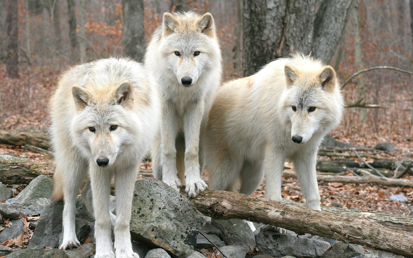 , , , , wolfs