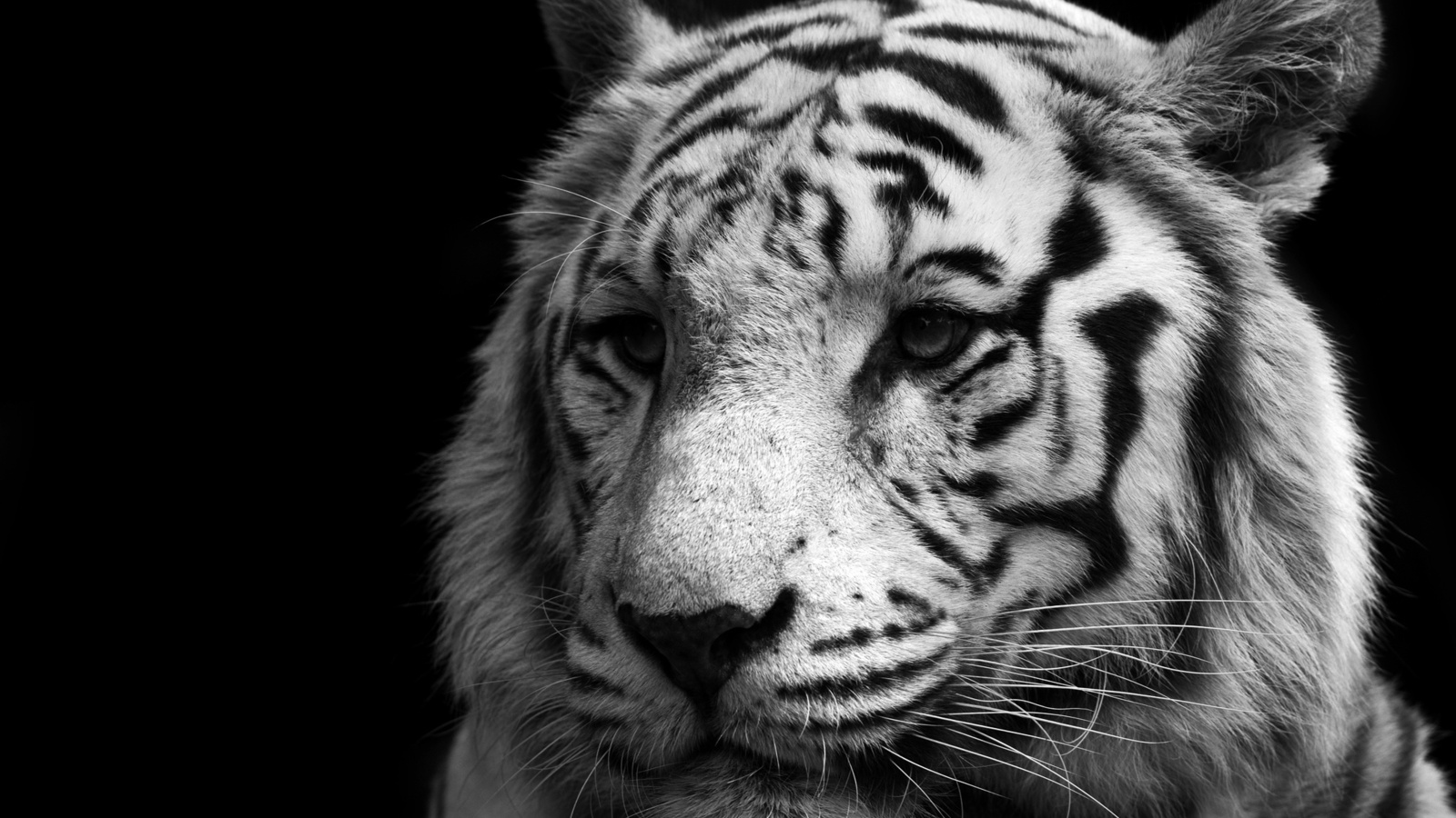 white, , , , , tiger
