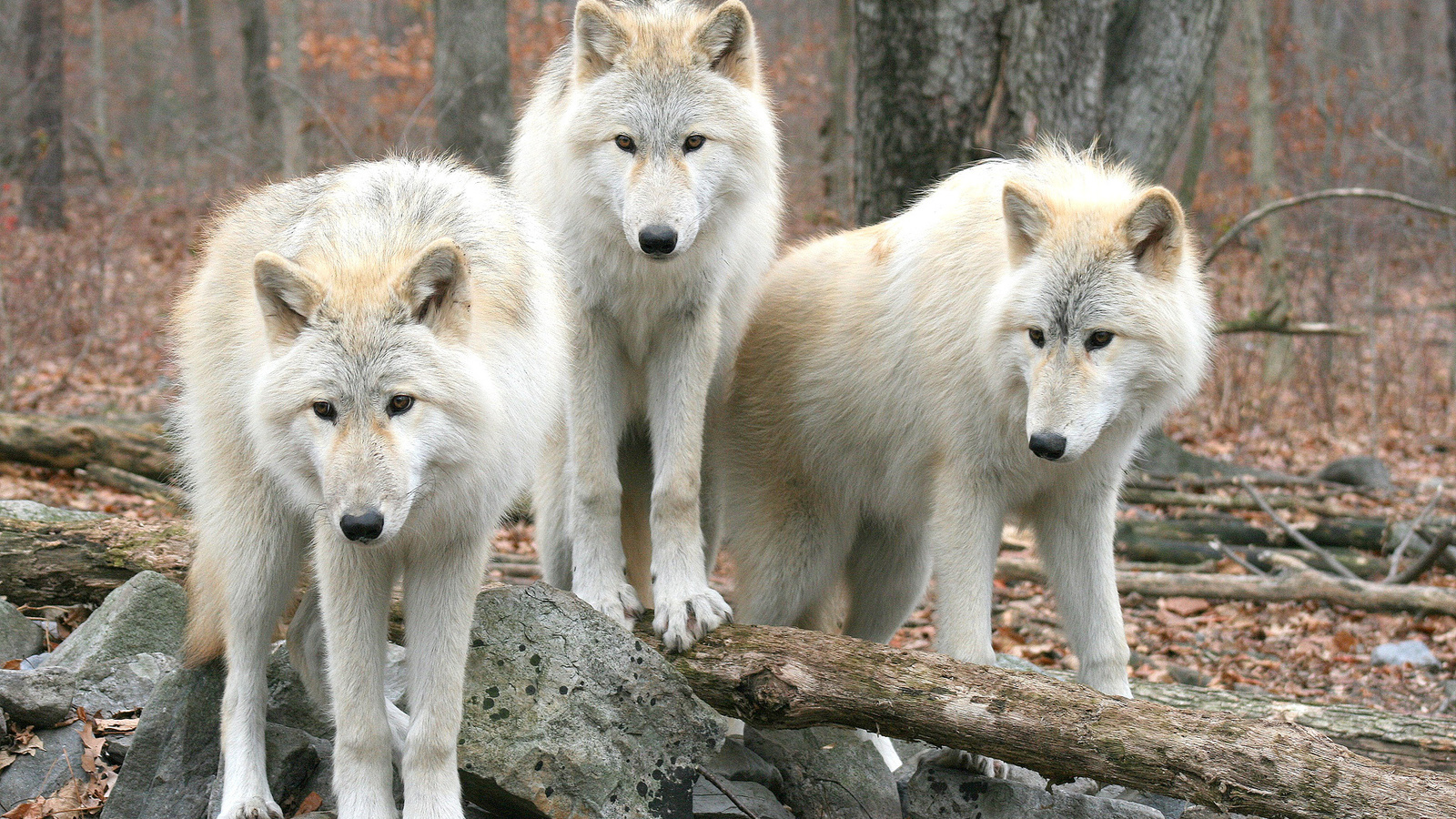 , , , , wolfs