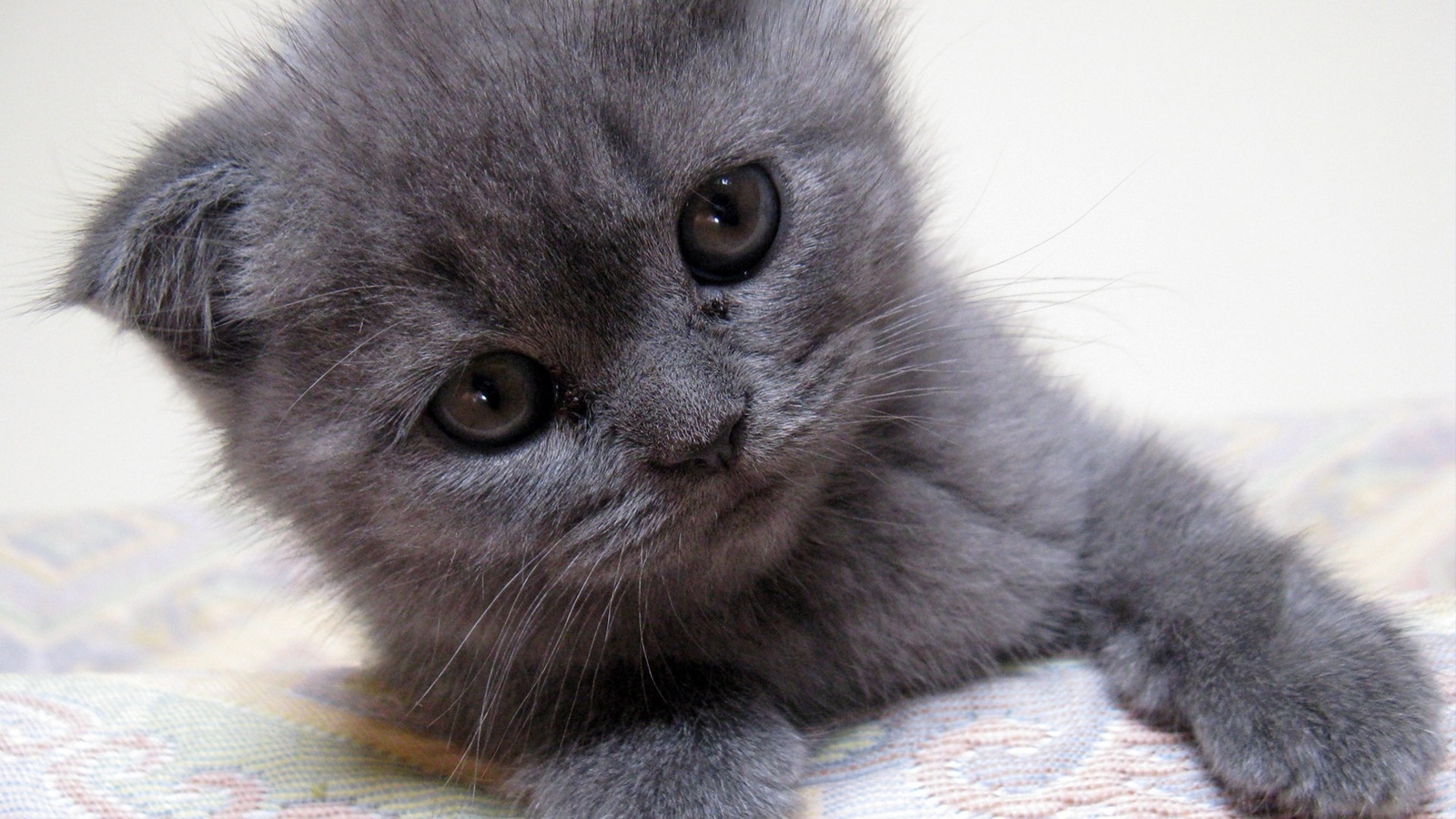  , kitten, gray kitten