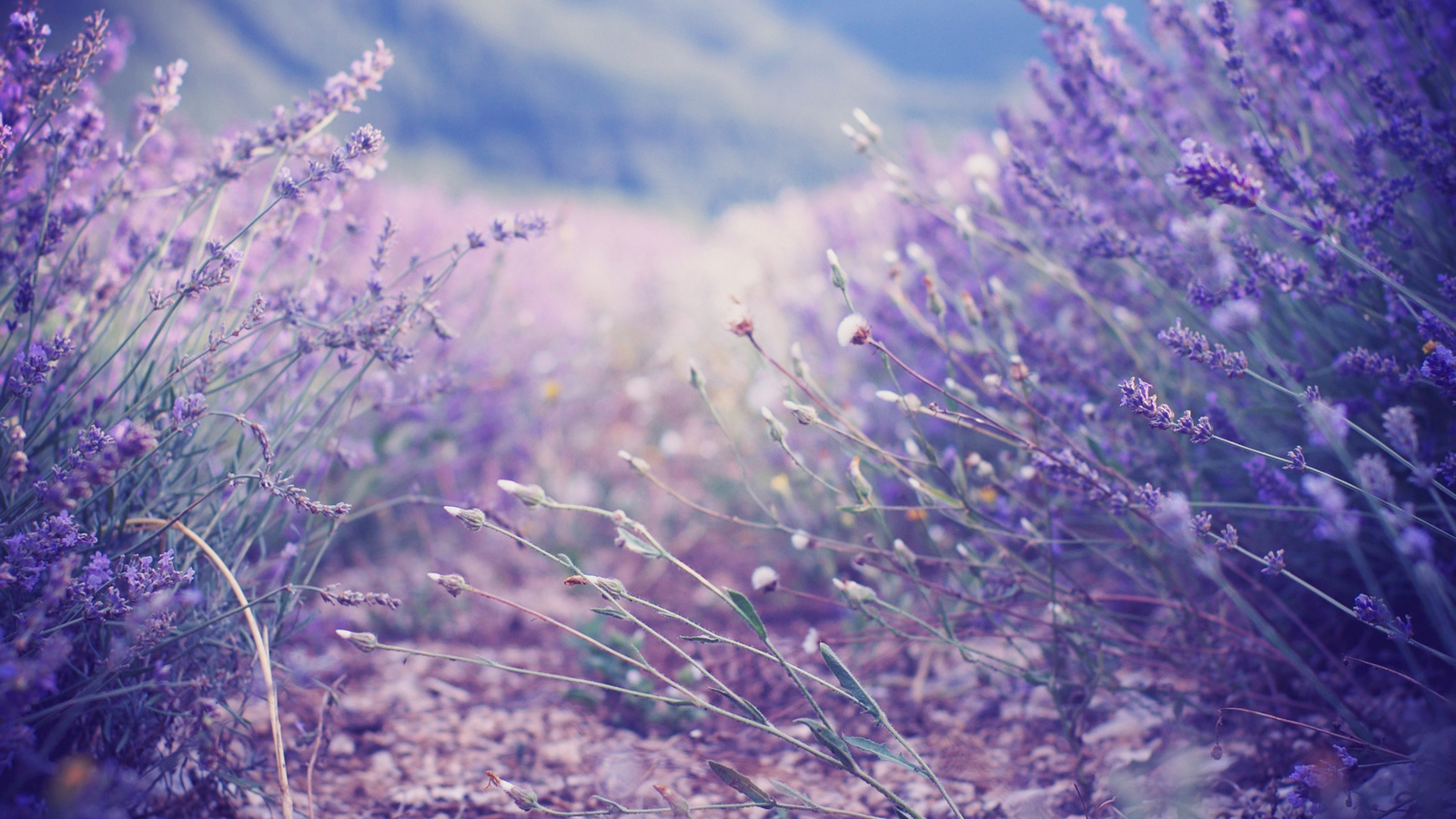 , , , lavender