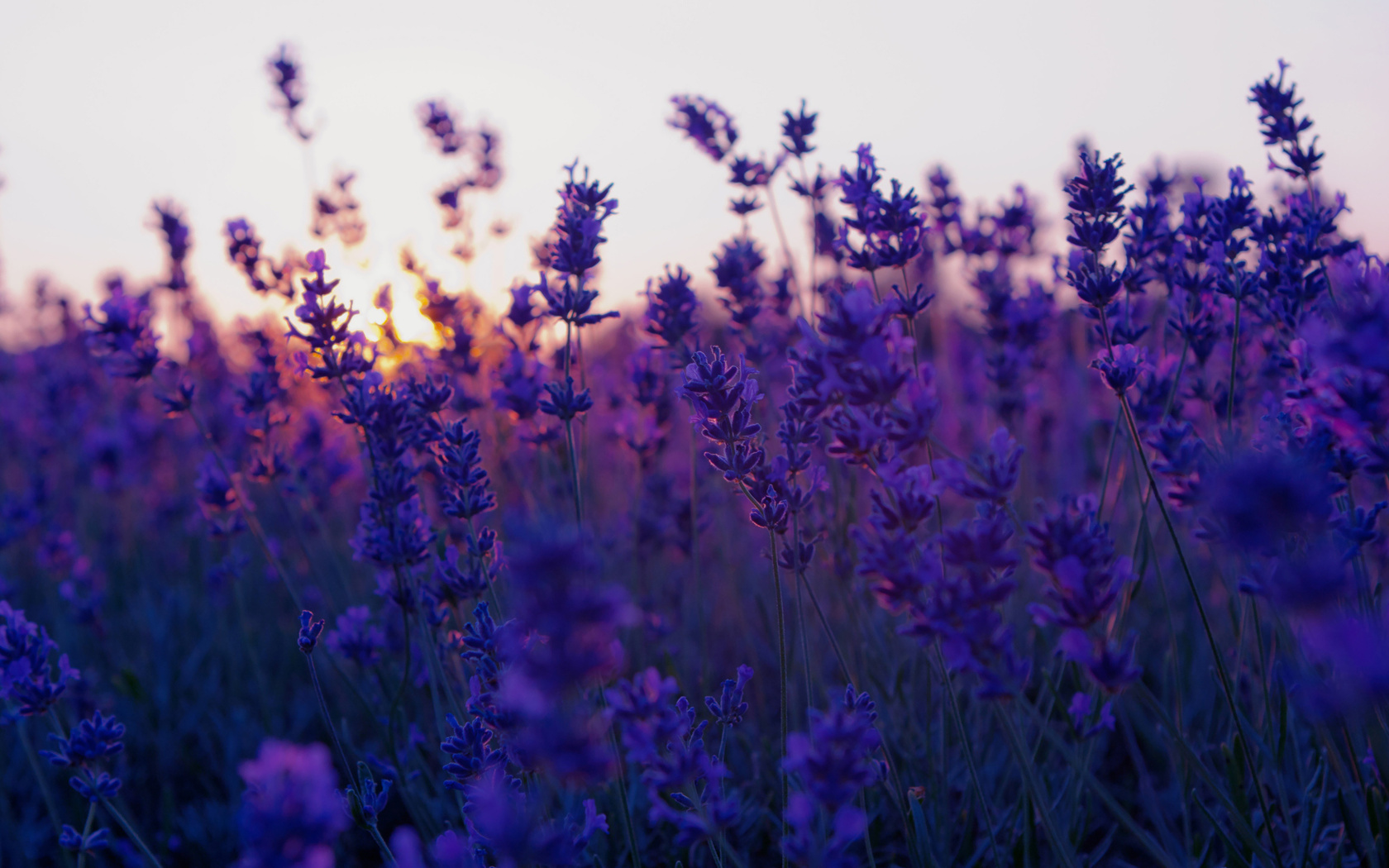 , , lavender, sunset