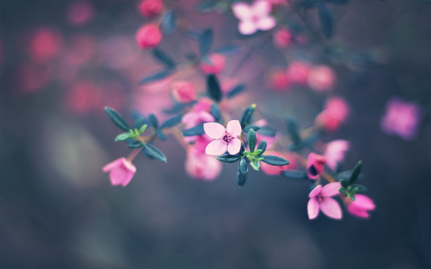 bokeh, , colors, 2560x1600, nature, flowers, , , 