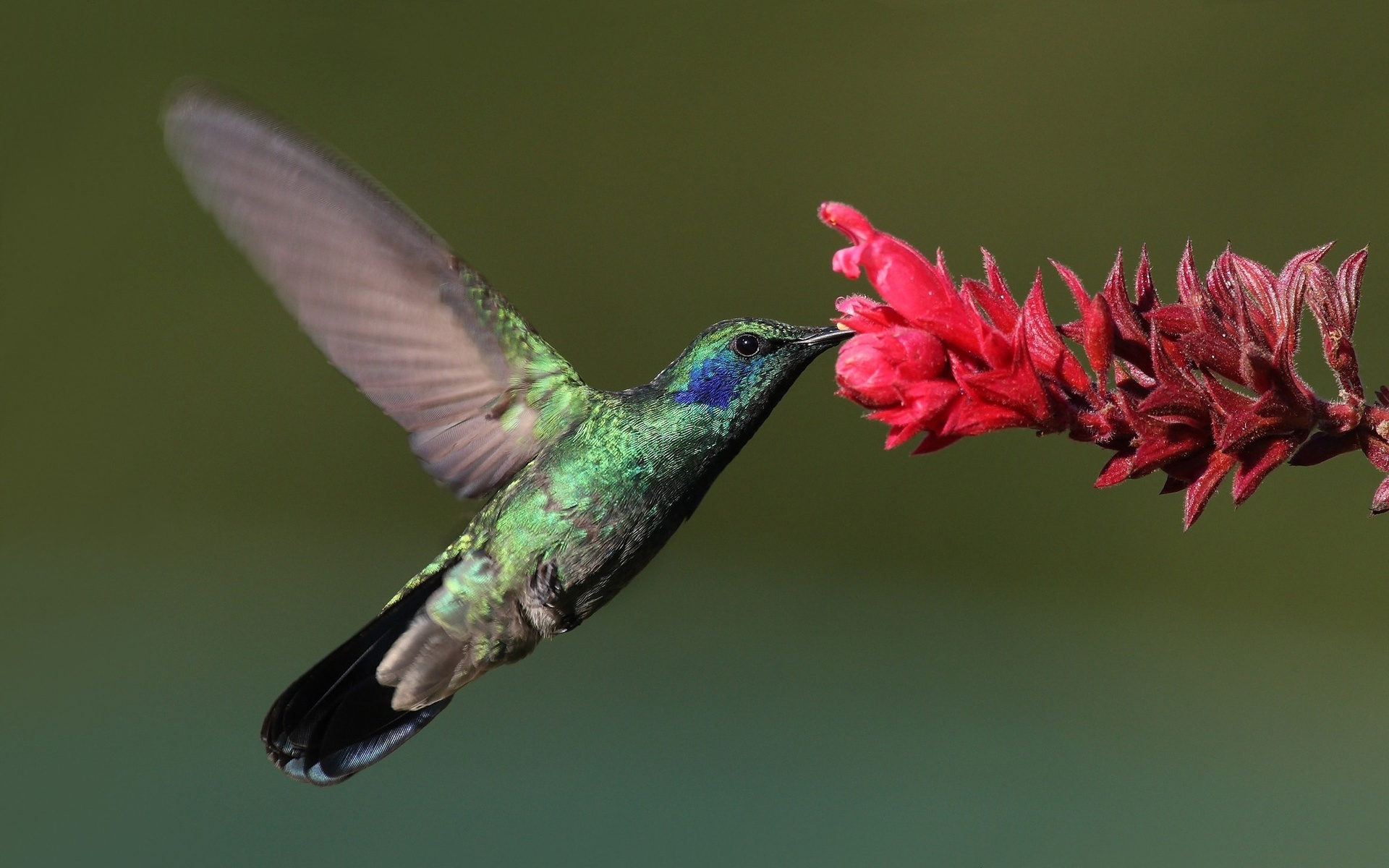 , Bird, , hummingbird, , 