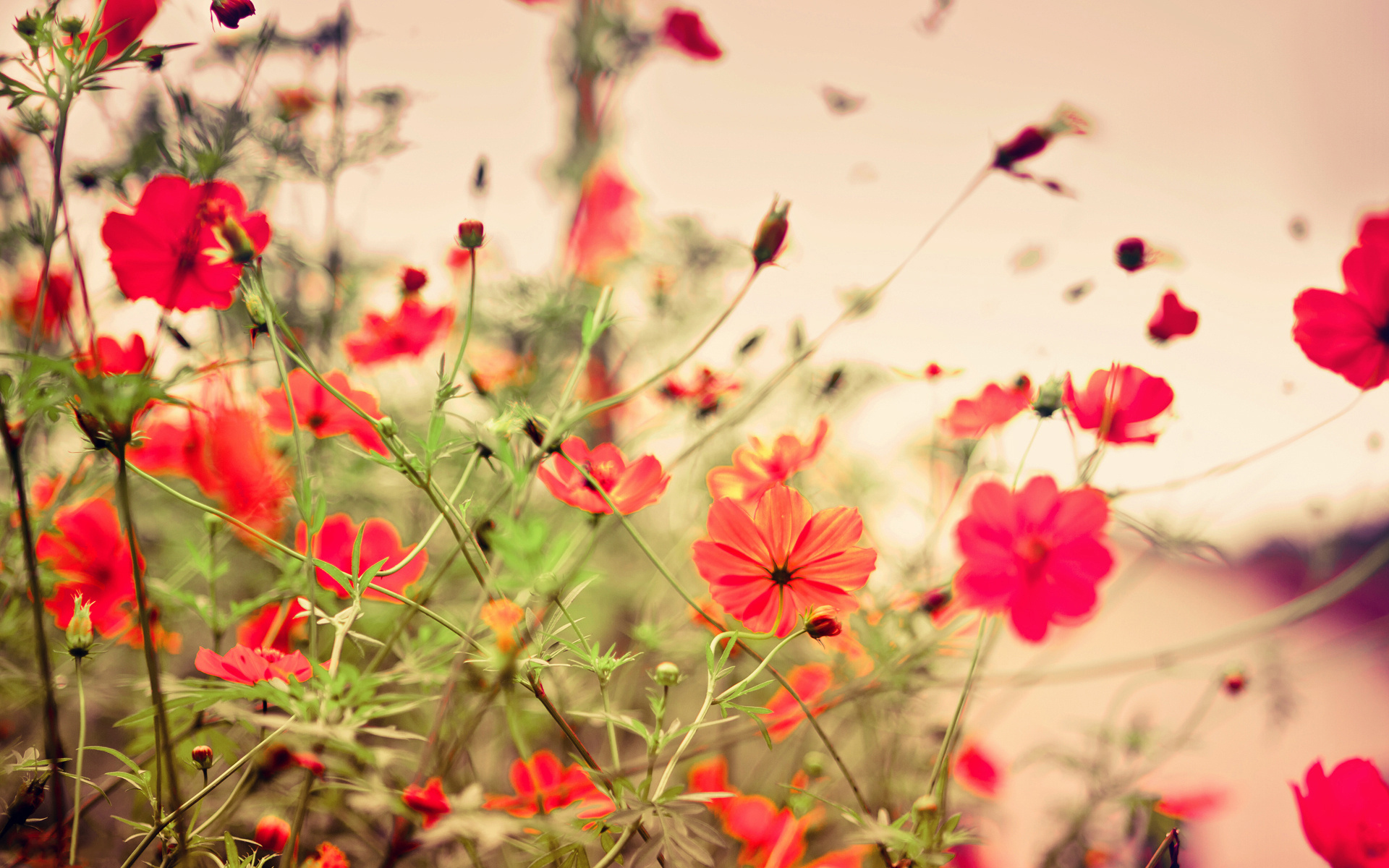 flowers, , 