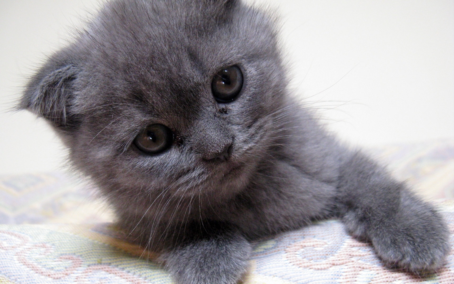  , kitten, gray kitten