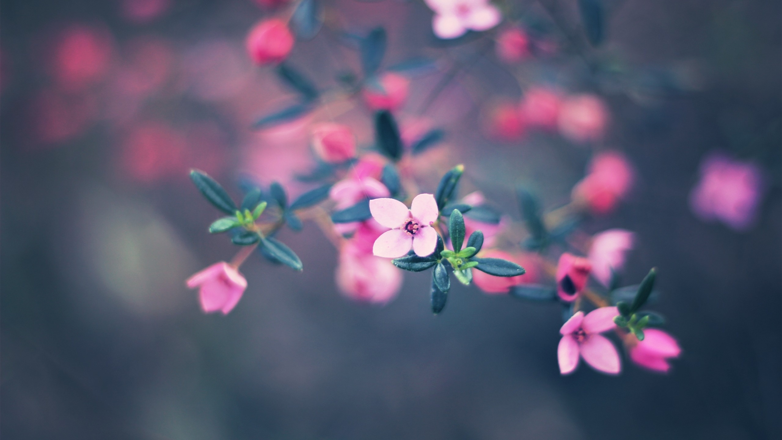 bokeh, , colors, 2560x1600, nature, flowers, , , 