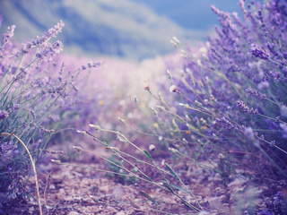 , , , lavender