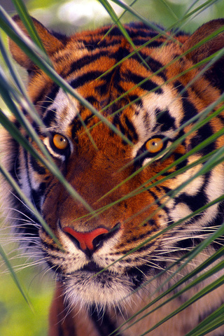 , , Bengal tiger, 