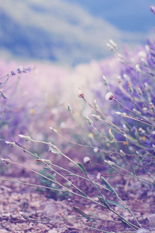 , , , lavender