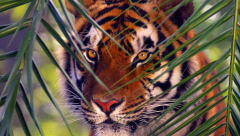 , , Bengal tiger, 
