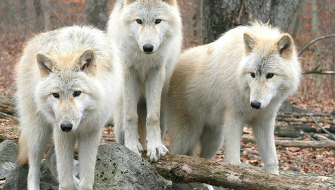 , , , , wolfs