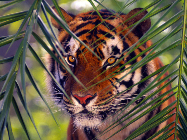 , , Bengal tiger, 