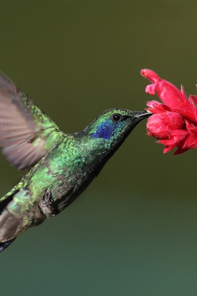 , Bird, , hummingbird, , 