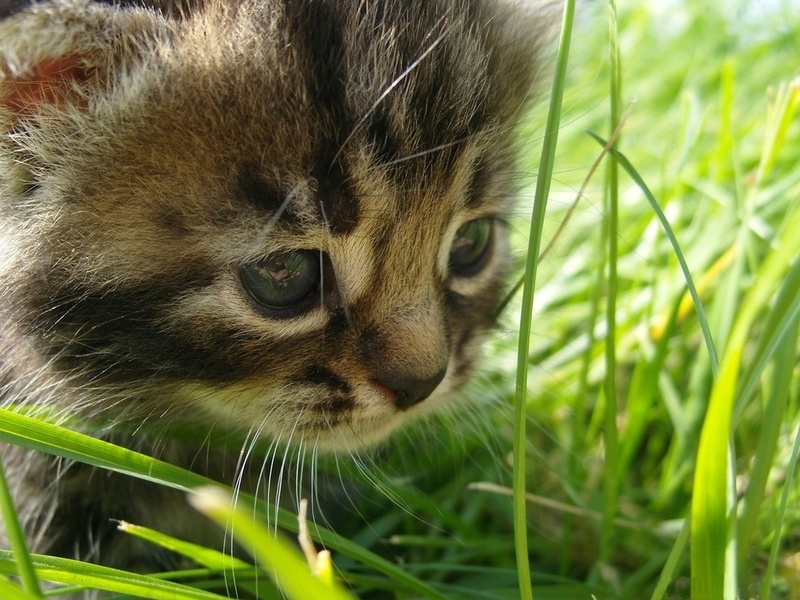 grass, in, the, , cat, Baby