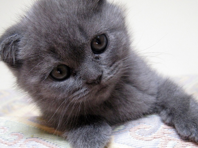  , kitten, gray kitten