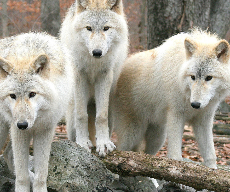 , , , , wolfs