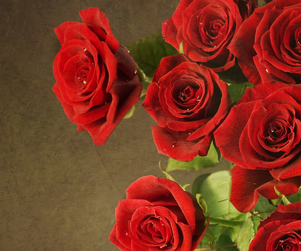 , red, , roses, flowers, 