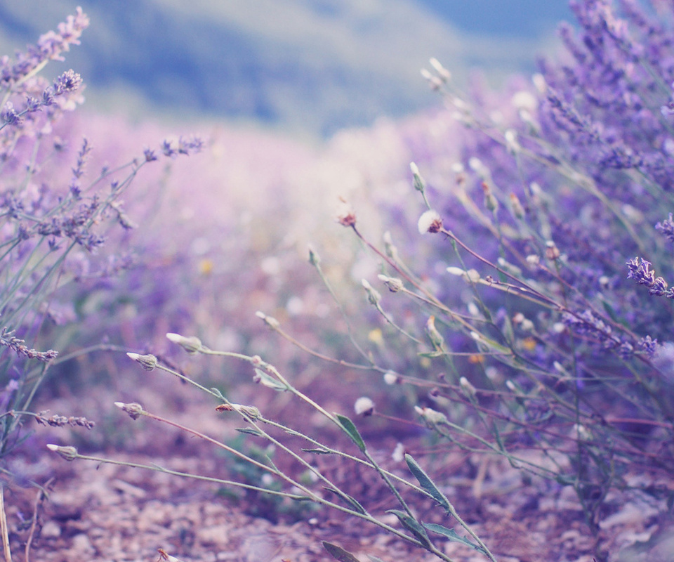 , , , lavender